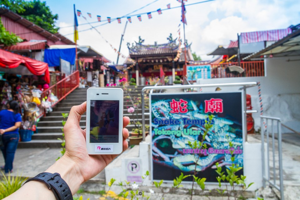 几万条毒蛇在城市寺庙中 百年来从不伤人