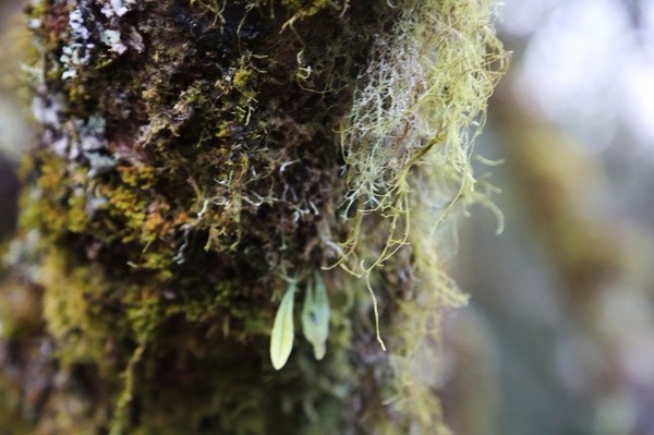 台湾：阿里山之云兴霞蔚与耀眼日出