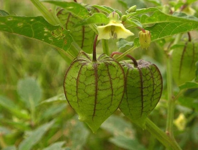 天泡子的药用价值