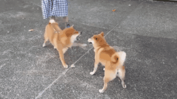 看什么看 瞧你那损塞样