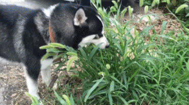 初生牛犊不怕虎，因为他的后台很硬