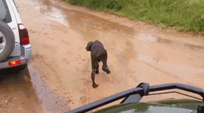 初生牛犊不怕虎，因为他的后台很硬