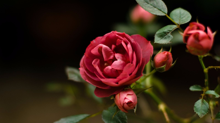 真心换真情，人心换人心！