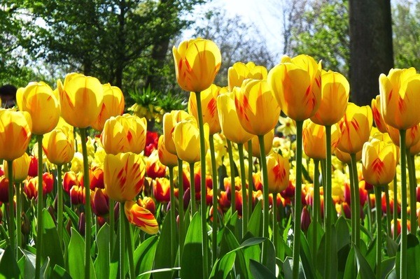 朝圣春天，让我们一起去荷兰看花