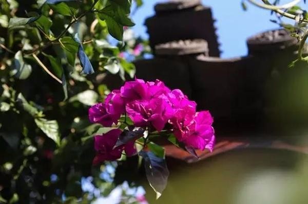 在大理遇上花语花园，享受慢时光