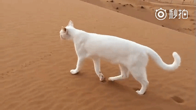 「搞笑贴」猫究竟是一种什么样的生物，哈哈，涨姿势了