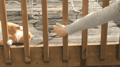 果然任何种族对肉球都没有抵抗力~