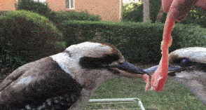 这个是什么怎么抓不到..