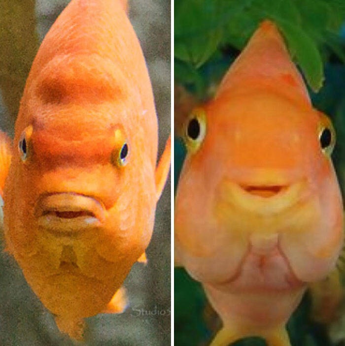 宠物们在平时的样子和到喂食时的样子对比。那只猫，你倒是讨好一下我！