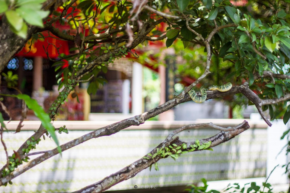 几万条毒蛇在城市寺庙中 百年来从不伤人