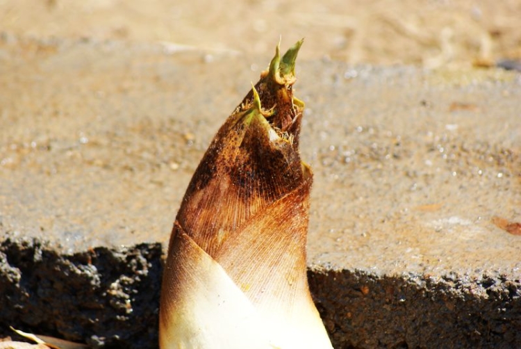 毛笋的药用价值_毛笋的副作用