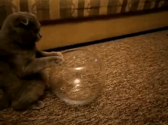 「搞笑贴」猫究竟是一种什么样的生物，哈哈，涨姿势了