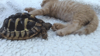 果然任何种族对肉球都没有抵抗力~