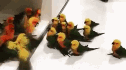 可能这就是跨越种族的爱恋吧