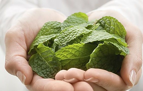 薄荷的功效与作用 缓解压力还清热