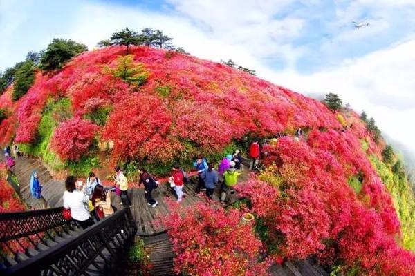 世界级万亩花海竟在南京附近，美成仙境！高铁2小时就到！
