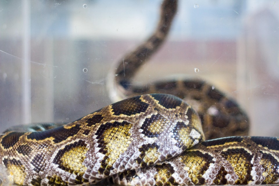 几万条毒蛇在城市寺庙中 百年来从不伤人
