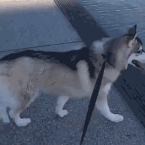 好狗不和鸡斗，本大爷先撤啦