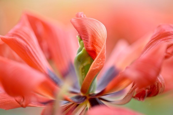 朝圣春天，让我们一起去荷兰看花