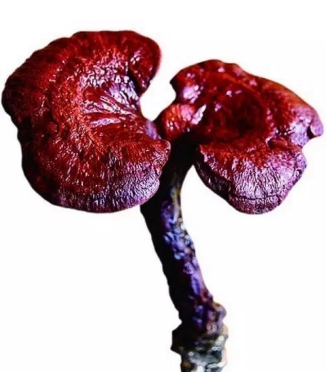 吃灵芝的好处 灵芝的五种营养吃法