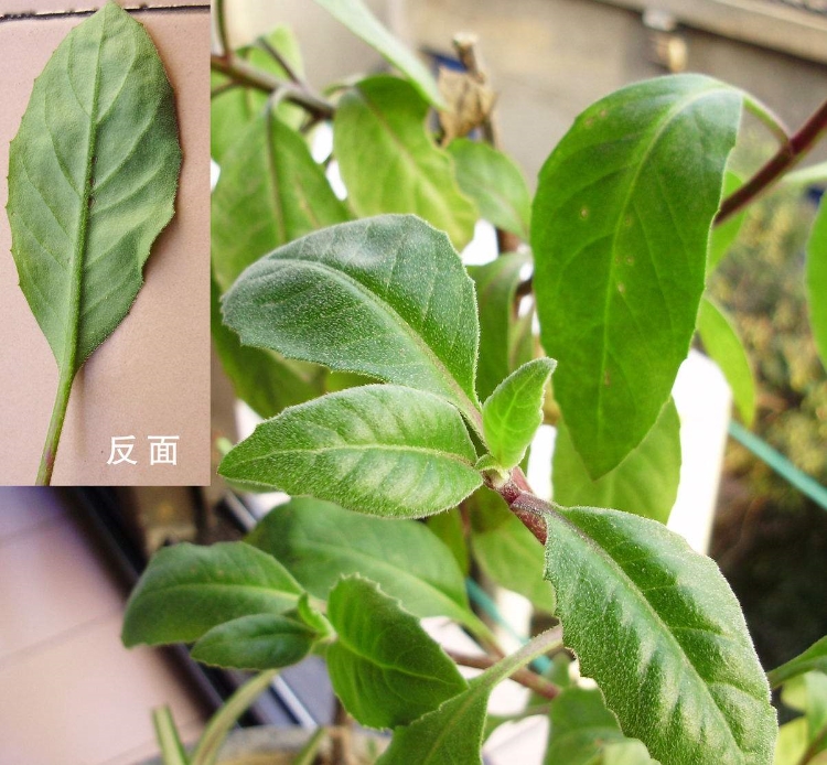 明月草的副作用