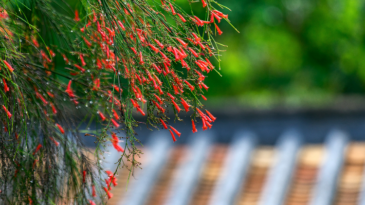 东莞可园，可不可以媲美天上仙宫