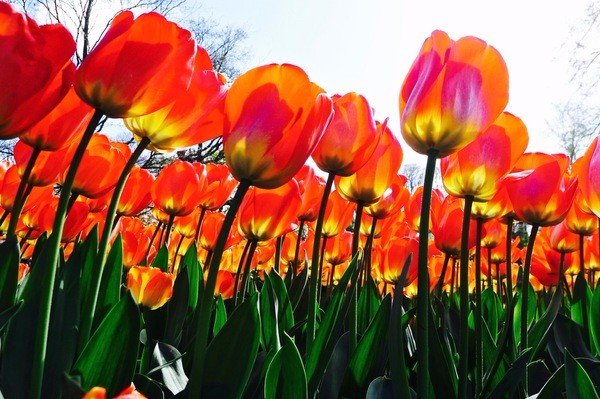 朝圣春天，让我们一起去荷兰看花