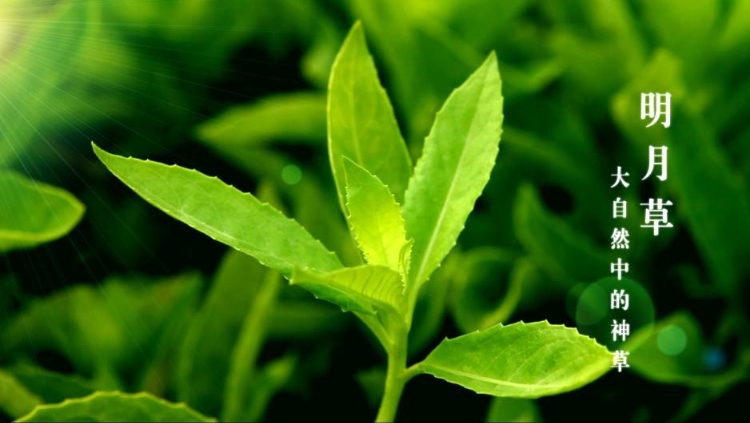 明月草的副作用