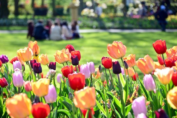 朝圣春天，让我们一起去荷兰看花