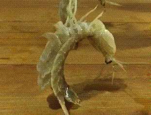 看什么看 瞧你那损塞样