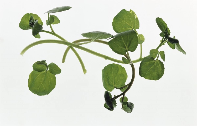 豆瓣的功效与作用 利湿消肿促食欲