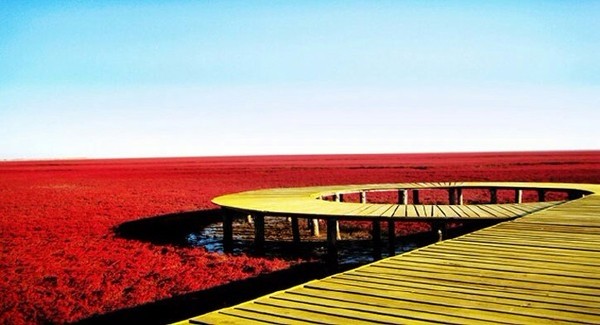 中国一大奇观—辽宁盘锦红海滩