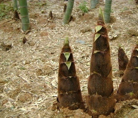 毛笋的药用价值_毛笋的副作用