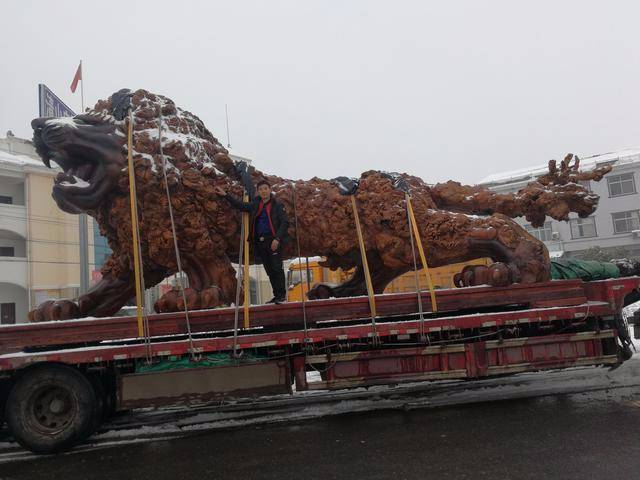 风雪兼程 网红“瑞狮”回家