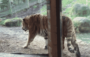 想起夕阳下那奔跑 那是我逝去的青春