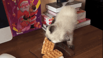 幸福来的太突然 二师兄还有点不适应