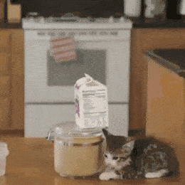 可能这就是跨越种族的爱恋吧