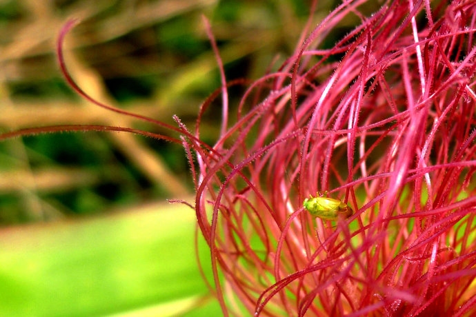 玉米须可以降血糖吗