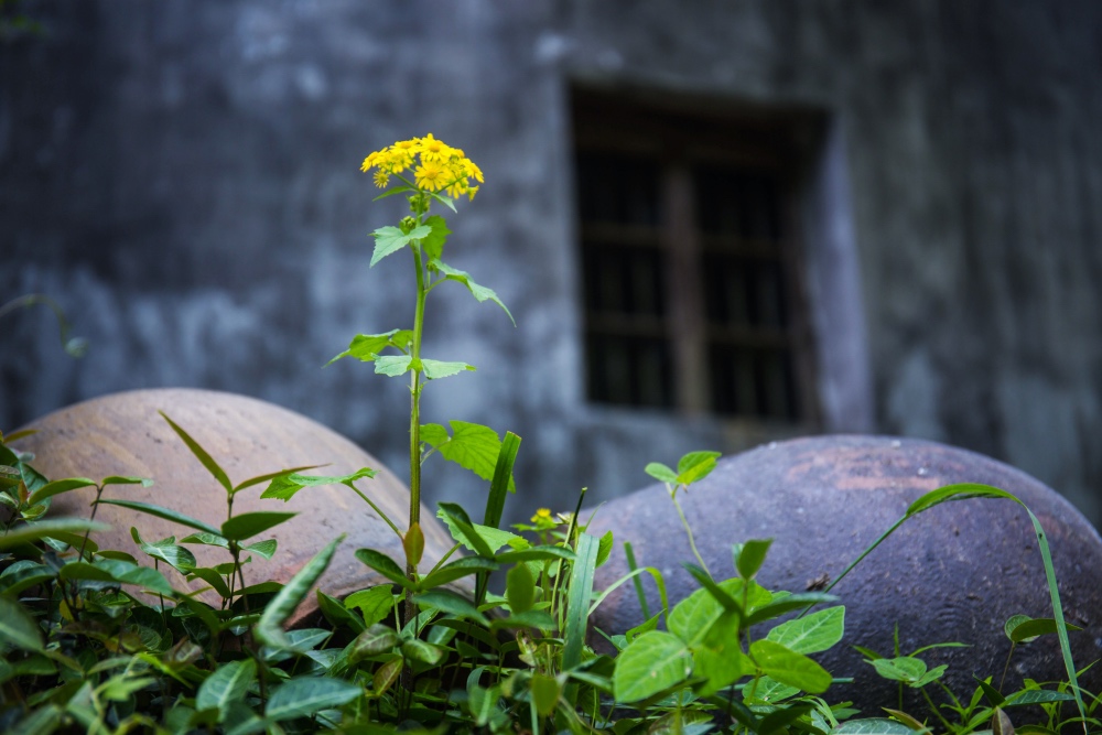 成龙为什么要捐赠古建筑，去了严家古村就明白了