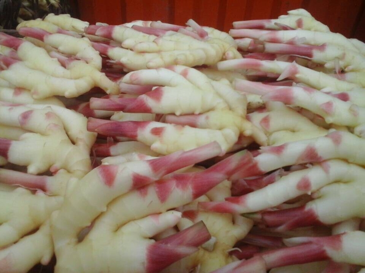 新鲜嫩姜怎么腌制好吃