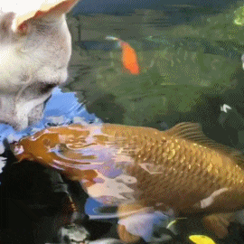 可能这就是跨越种族的爱恋吧