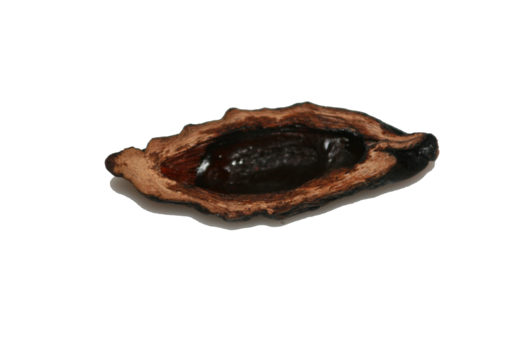 吃槟榔会上瘾吗