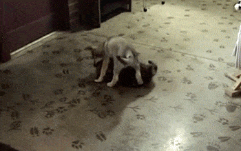 幸福来的太突然 二师兄还有点不适应