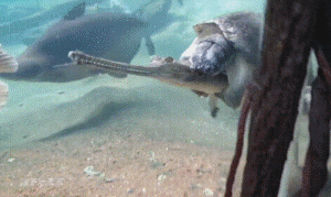 二哈：我蠢起来连我自己都想哭！！！