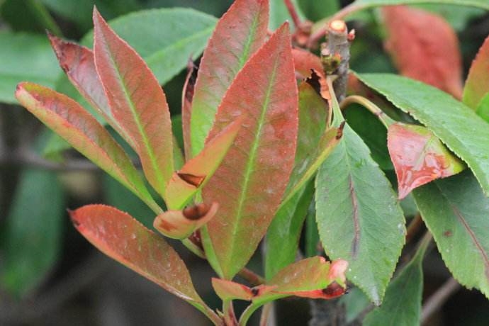 光叶石楠的药用价值_光叶石楠的副作用