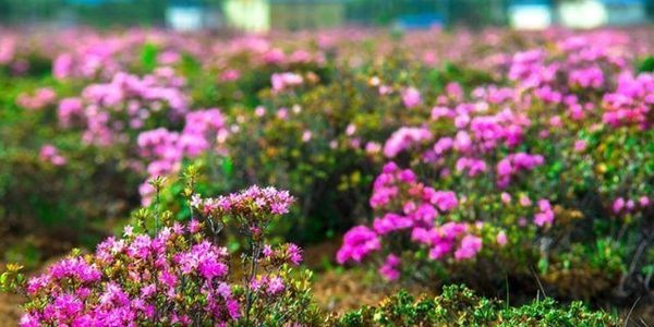 六月旅行目的地排行榜，不负夏日时光