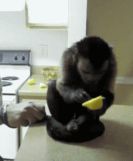 落地平阳被狗 一代百兽之王坠落