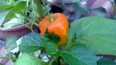 天泡子的药用价值