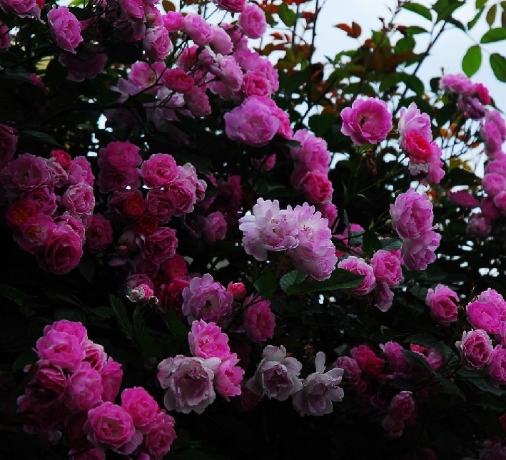 十姊妹的药用价值