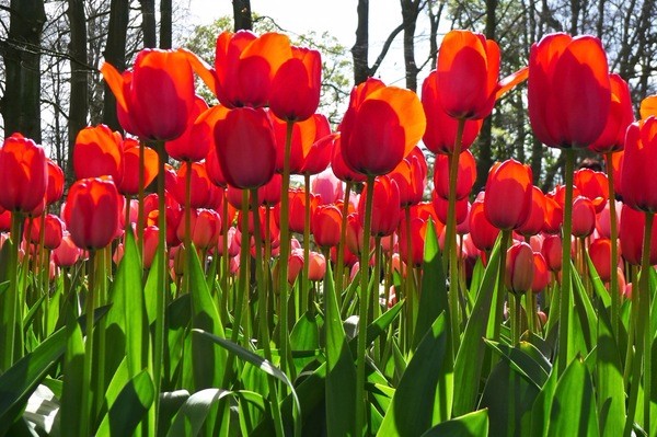 朝圣春天，让我们一起去荷兰看花